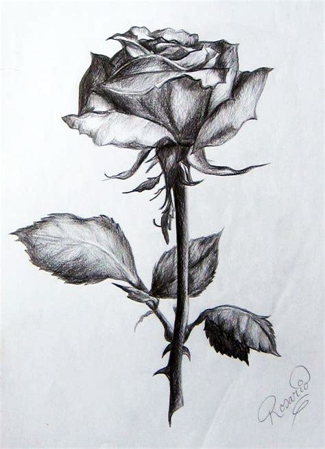 Resultado De Imagen Para Dibujos De Rosas A Lapiz Rose Drawing Tattoo