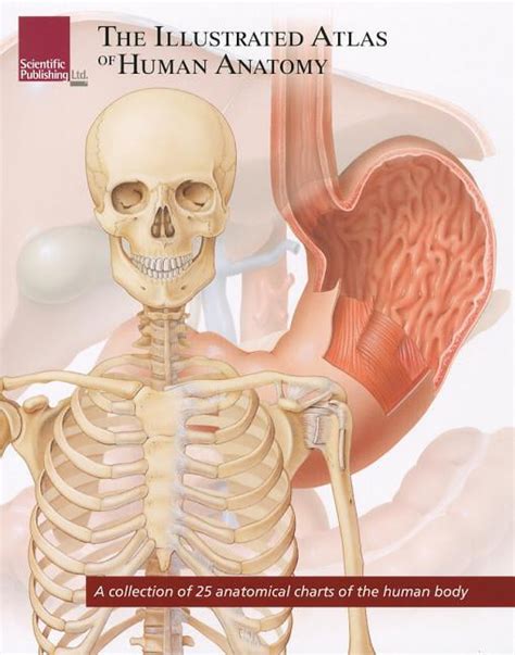 The Illustrated Atlas Of Human Anatomy A Collection Of 25 Anatomical