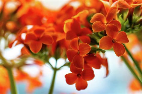 Orange Blossoming Houseplant Photograph By Benedek Alpar Fine Art America