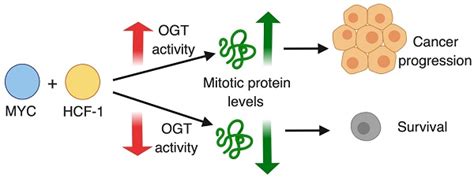 High Ogt Activity Is Essential For Myc Driven Proliferation Of Prostate