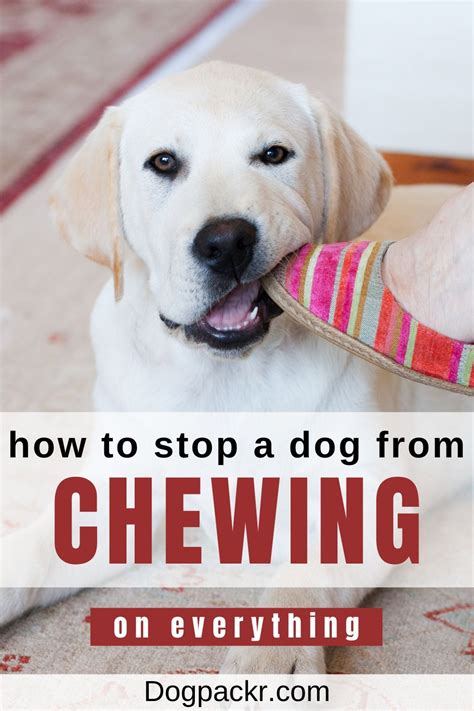 But, with a soft bird toy attached to the top by an elastic cord and another on a spring on the base, it also has people often ask how to stop cats from scratching furniture. How to Stop a Dog from Chewing on Things - dogpackr in ...