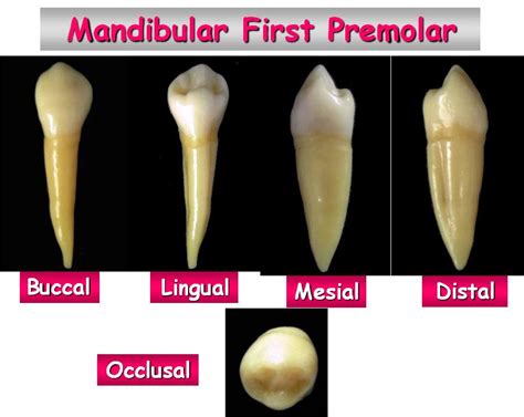 Rxdentistry Dental Anatomy Of Premolars