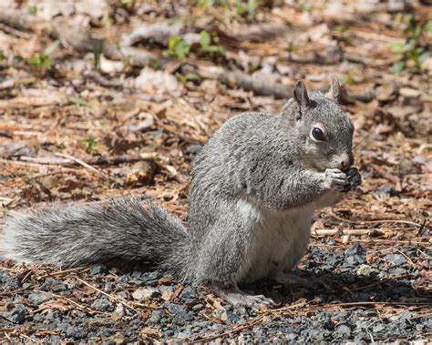 Western Grey Squirrel Yosemite Np Ca Daves Travelogues