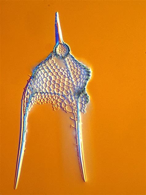 Ssm South China Sea Picture Of Radiolarian Microscopic Nature
