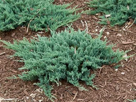 Blue Chip Juniper