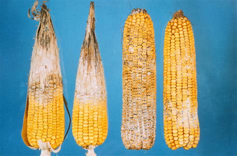 Corn Stalk Rots And Ear Rots A Double Whammy For Wisconsin Corn