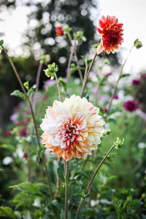 Dahlias Among The Beds Of A Flower Farm Large Fragrant Flower Buds