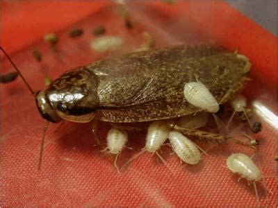 Cockroach Mom IMAGE EurekAlert Science News Releases