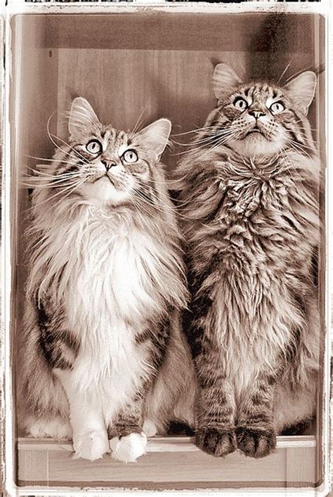 17 Best Images About Beautiful Maine Coon Cats ️ On
