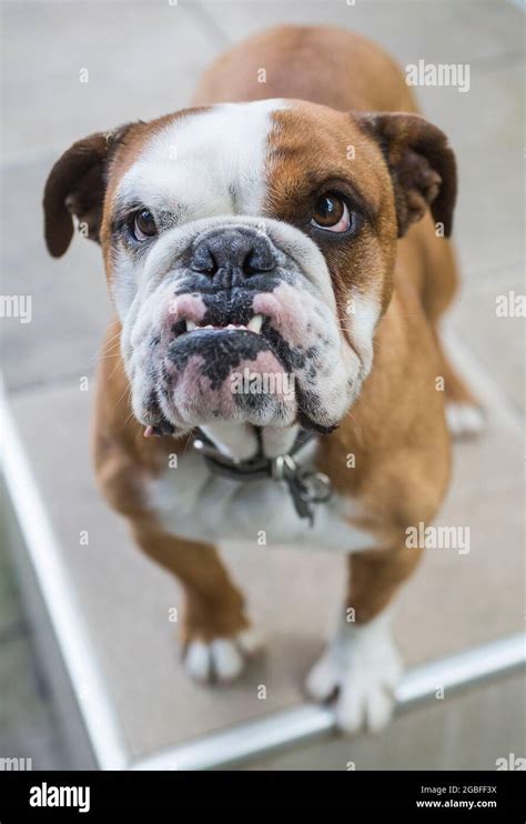 English Bulldog With An Underbite Stock Photo Alamy