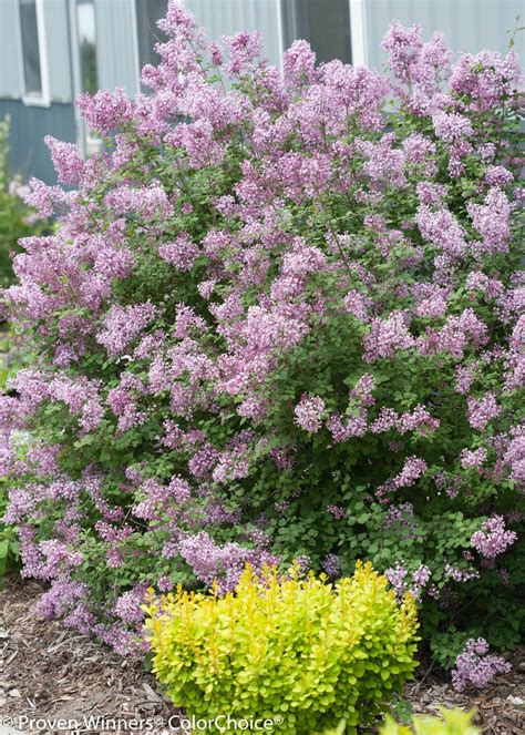 Sunjoy Gold Pillar® Barberry Berberis Thunbergii Front Yard