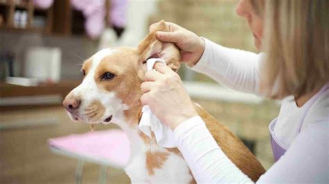 Dog Shaking Head After Ear Cleaning What To Do Guide 2022