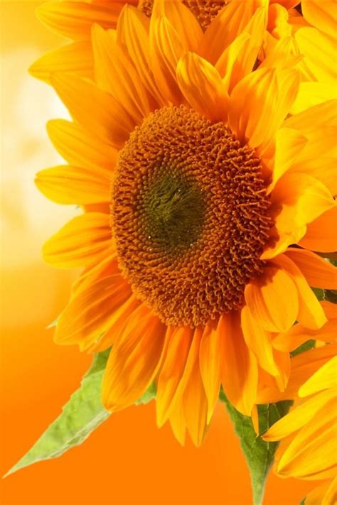 Spring Morning Sunflower Pictures Beautiful Flowers