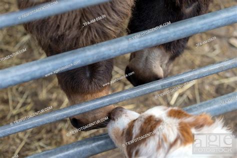 Donkey And Dog Stock Photo Picture And Rights Managed Image Pic Tfa