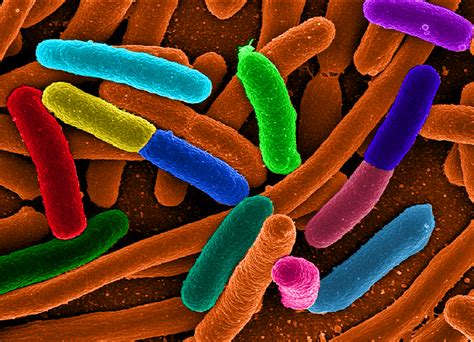 Controlling The Digestive System The Bacteria That Influence Human