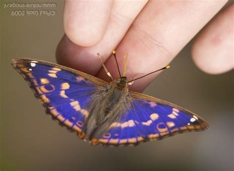 Lesser Purple Emperor Butterfly