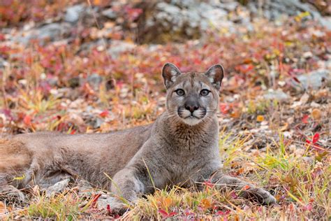 Cougar Experts Weigh In On That Viral Video