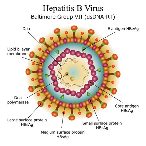 Algunas personas con hepatitis b crónica necesitan tratamiento. Hepatitis B | Prevencija zaraznih bolesti | ZZJZDNZ.HR