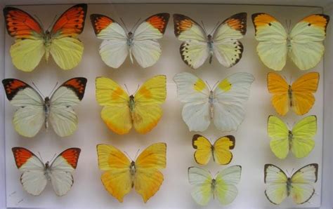 Insectos Que Parecen Joyas Álbum Colecciones De Mariposas