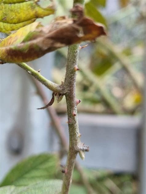 Rubus Camptostachys G Braun Blackberry World Flora Pl NtNet Identify