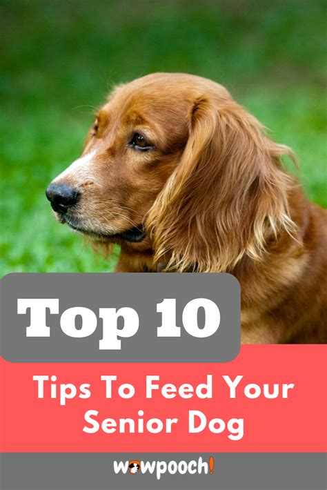 It only promotes protein and whole grains to help dog's love these soft chews, which taste like treats but act like supplements by helping to relieve diarrhea, promoting digestive. Best #Dog #Foods For #Older #Senior #Dogs: #Dry # ...