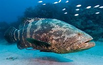 Image result for grouper