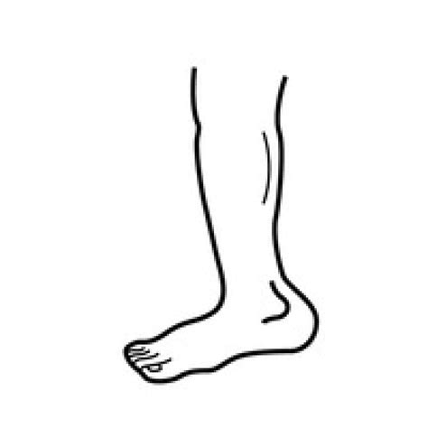 Clipart Leg Outline And Other Clipart Images On Cliparts Pub™
