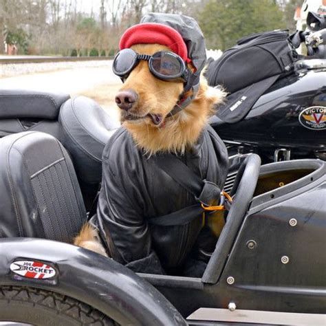 Wait Theres A New Documentary On What Biker Dog Dog Trailer Sidecar