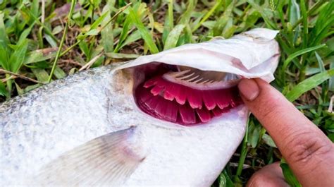 Gills 101 The Magic Of How Fish Breathe Explained