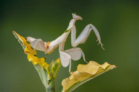 Strange Patterns And Odd Shapes Make These Mantis Species Stand Out