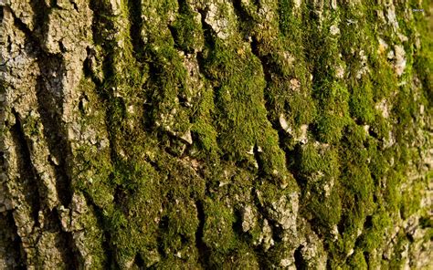 Tree Trunk Wallpapers Top Free Tree Trunk Backgrounds Wallpaperaccess