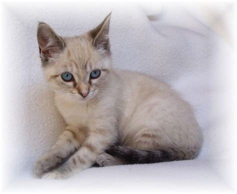 Long Haired Siamese Kittens For Sale Applehead Kittens For Sale