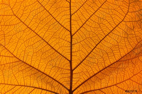 Extreme Close Up Texture Of Orange Leaf Veins Stock Photo Crushpixel