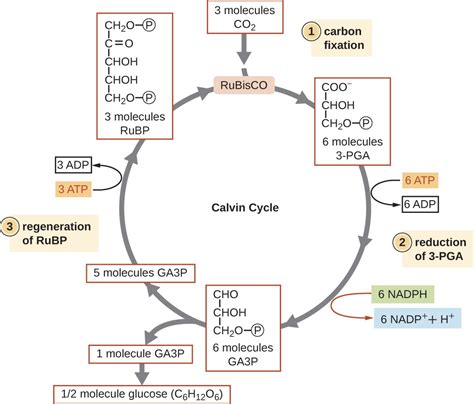 Metabolic Pathways Microbiology Course Hero