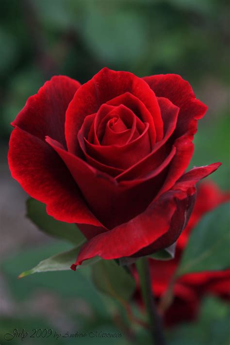 Resultado De Imagem Para Red Rose Photography Róże Pinterest Rose