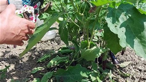 Pruning Eggplant Plants Youtube