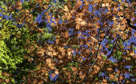 Download Wallpaper 3840x2400 Leaves Maple Branches Trees Autumn