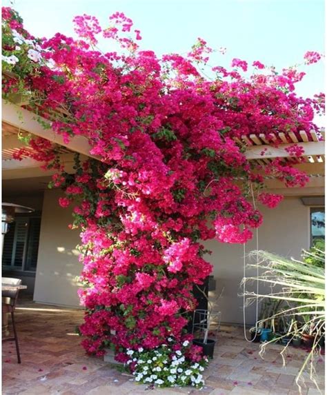 It's native to china, india, and southeast asia and does well in a tropical climate. 12 Best Climbing Flowers for Pergolas and Trellises ...