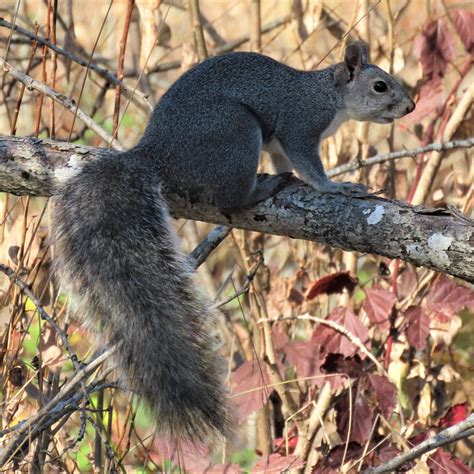 Western Gray Squirrels In February Mcrcd