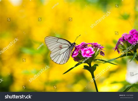 The Beautiful White Butterfly Sits On Flowers Royalty Free Stock
