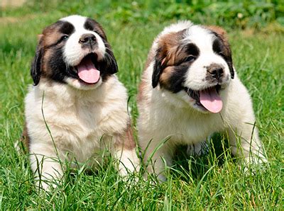 We have five female saint bernard puppies for sale, out of akc champion lines, all vaccinations to date, worming, we have both parents ans grand paren… st bernards have been my passion for over forty years. Saint Bernard Puppies For Sale In Minnesota