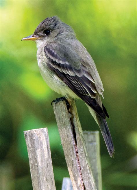 Songbirds Of The Northern Neck