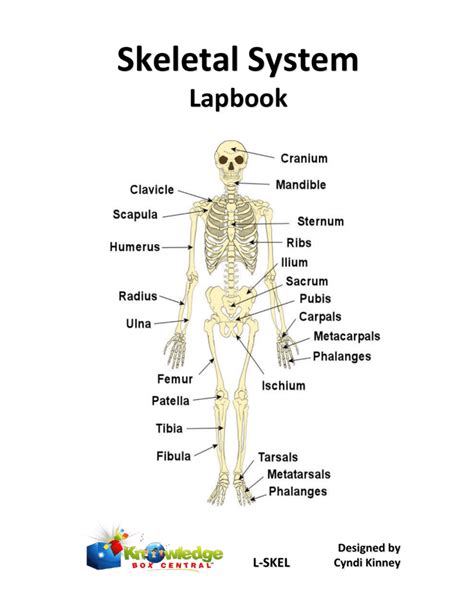 Skeletal System Skeletal System
