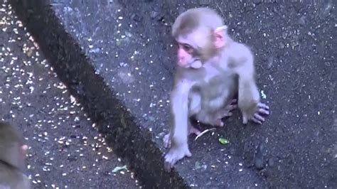 猿に衝撃を与える Youtube