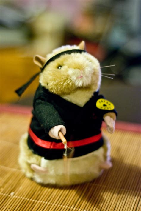 Impoftheyards Photojournal Kung Fu Fighting Hamster