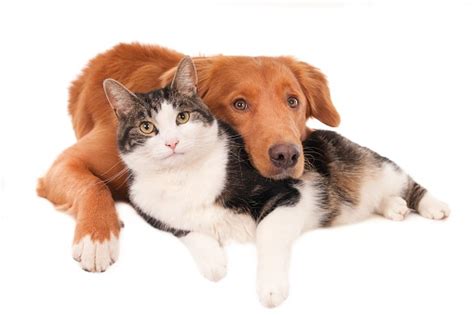 Cat And Dog Best Friends Stock Photo Download Image Now Istock
