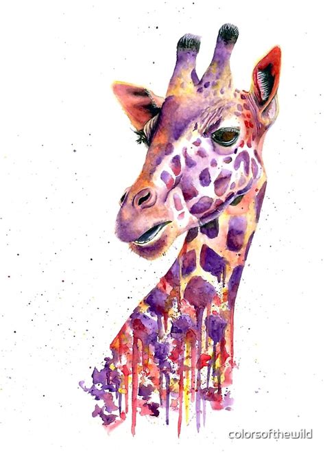 Giraffe By Colorsofthewild Redbubble