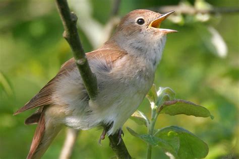 Rspb And Kent Wildlife Trust National Nightingale Festival Comes To Kent