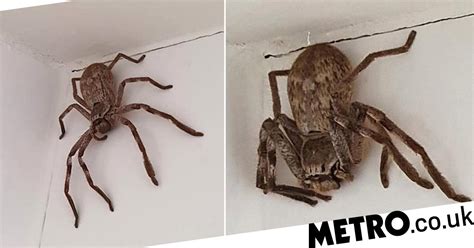 Woman Horrified To Find Huge Huntsman Spider Perched In Her Shower