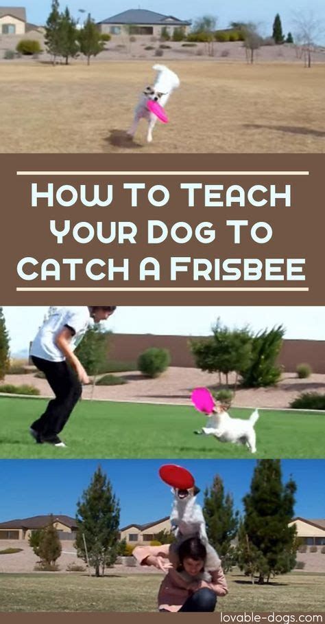 How To Teach Your Dog To Catch A Frisbee Lovable How To